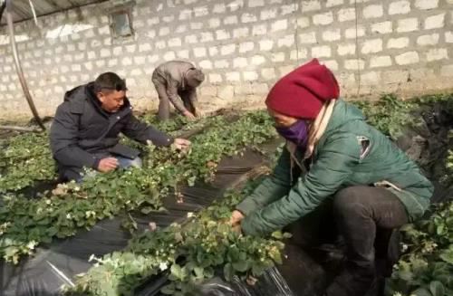 大棚草莓冬季核心管理技术，保温控湿是重点！