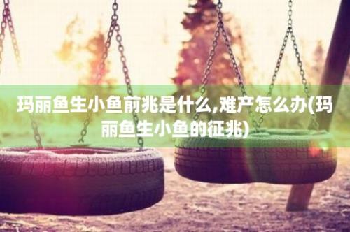 玛丽鱼生小鱼前兆是什么,难产怎么办(玛丽鱼生小鱼的征兆)