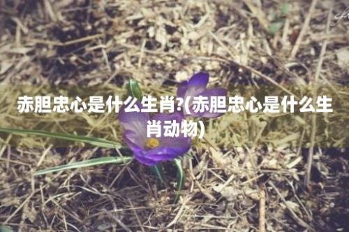 赤胆忠心是什么生肖?(赤胆忠心是什么生肖动物)