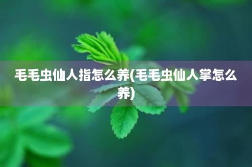 毛毛虫仙人指怎么养(毛毛虫仙人掌怎么养)