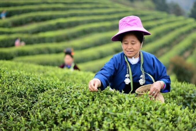 贵州十大名茶有哪些