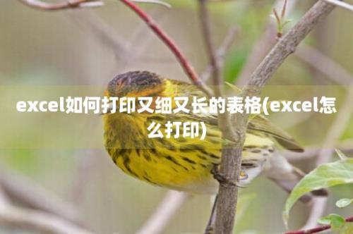 excel如何打印又细又长的表格(excel怎么打印)