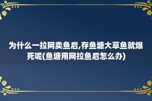 为什么一拉网卖鱼后,存鱼塘大草鱼就爆死呢(鱼塘用网拉鱼后怎么办)