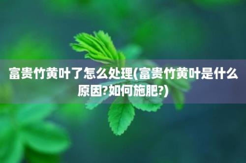 富贵竹黄叶了怎么处理(富贵竹黄叶是什么原因?如何施肥?)