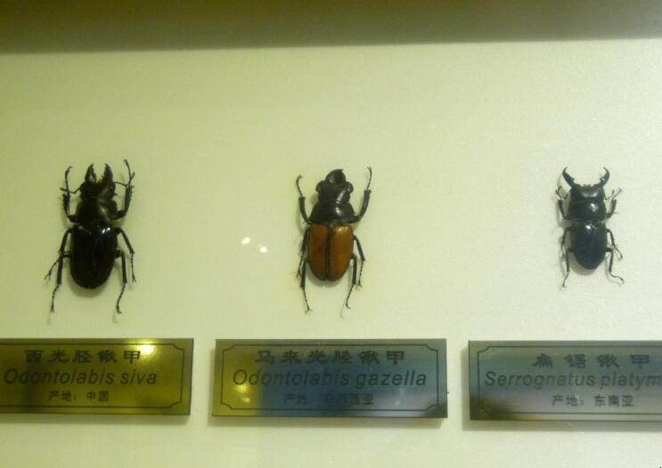 昆虫博物馆在哪里