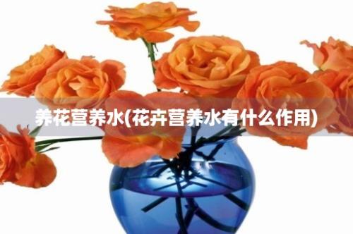 养花营养水(花卉营养水有什么作用)