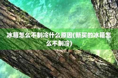 冰箱怎么不制冷什么原因(新买的冰箱怎么不制冷)