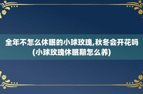 全年不怎么休眠的小球玫瑰,秋冬会开花吗(小球玫瑰休眠期怎么养)