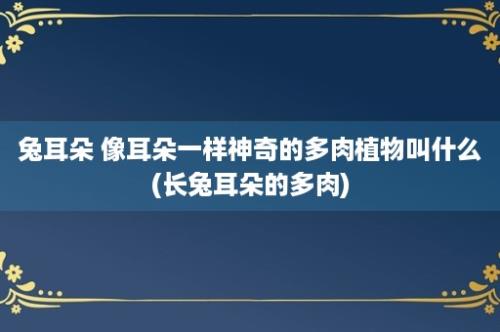 兔耳朵 像耳朵一样神奇的多肉植物叫什么(长兔耳朵的多肉)