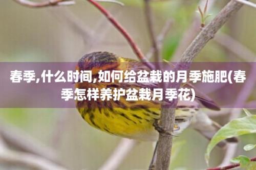 春季,什么时间,如何给盆栽的月季施肥(春季怎样养护盆栽月季花)