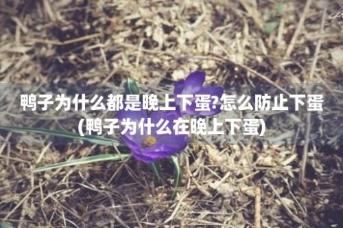 鸭子为什么都是晚上下蛋?怎么防止下蛋(鸭子为什么在晚上下蛋)