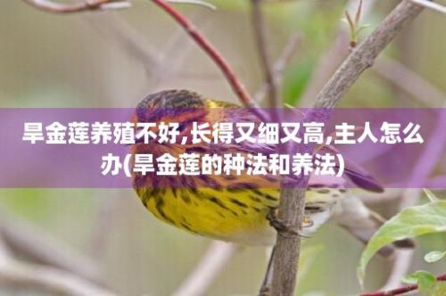 旱金莲养殖不好,长得又细又高,主人怎么办(旱金莲的种法和养法)