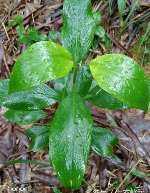 农村这种叫龙狗肝的植物，名字来头不小，可是解渴的好帮手哦