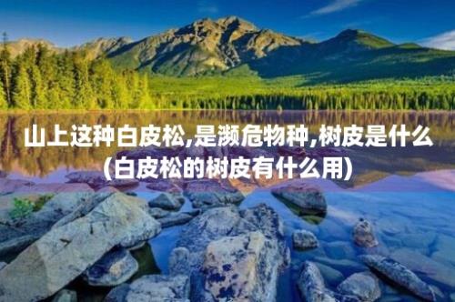 山上这种白皮松,是濒危物种,树皮是什么(白皮松的树皮有什么用)