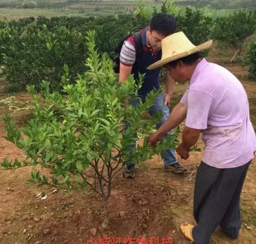 大家追捧的生草栽培到底有什么好？柑橘园生草的好处有这些