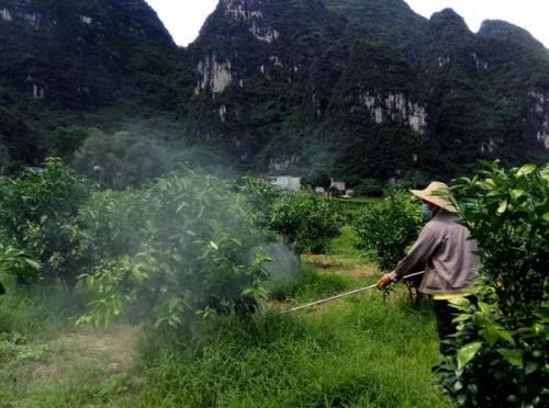 注意！秋季氮肥施得过重，易引起黄蒂落果