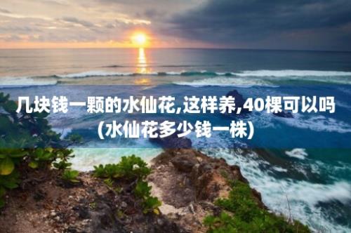 几块钱一颗的水仙花,这样养,40棵可以吗(水仙花多少钱一株)