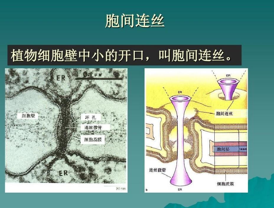 胞间连丝可以运输物质吗