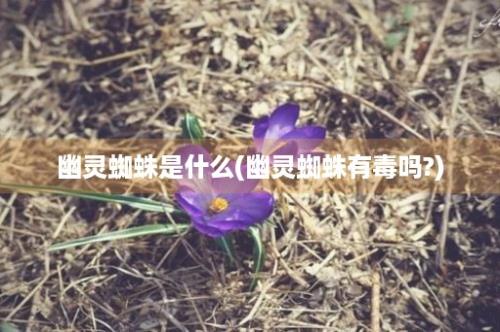 幽灵蜘蛛是什么(幽灵蜘蛛有毒吗?)