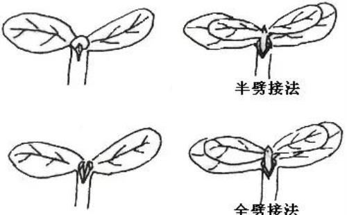 蔬菜嫁接技术详解！这个很神奇！