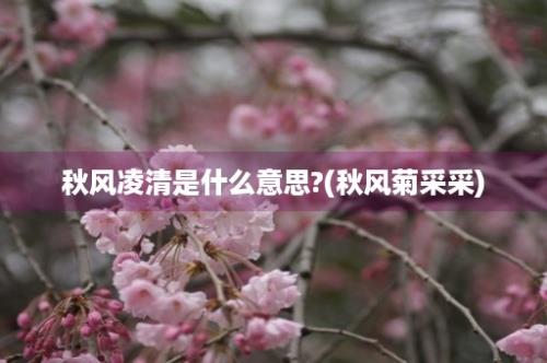 秋风凌清是什么意思?(秋风菊采采)