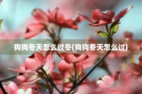 狗狗冬天怎么过冬(狗狗冬天怎么过)