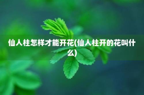 仙人柱怎样才能开花(仙人柱开的花叫什么)