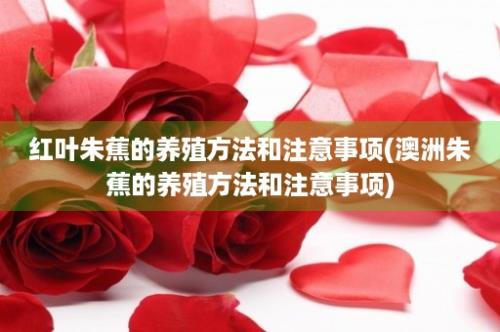 红叶朱蕉的养殖方法和注意事项(澳洲朱蕉的养殖方法和注意事项)