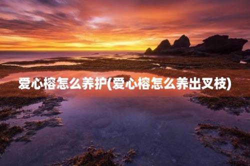 爱心榕怎么养护(爱心榕怎么养出叉枝)