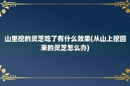 山里挖的灵芝吃了有什么效果(从山上挖回来的灵芝怎么办)