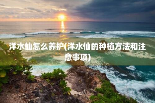 洋水仙怎么养护(洋水仙的种植方法和注意事项)