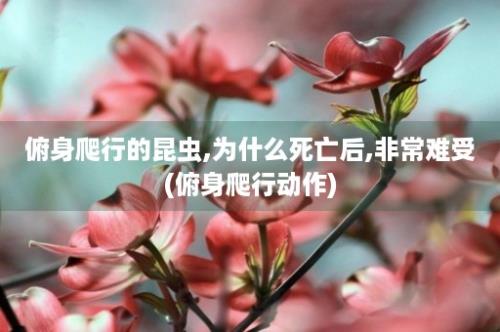 俯身爬行的昆虫,为什么死亡后,非常难受(俯身爬行动作)