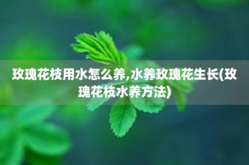 玫瑰花枝用水怎么养,水养玫瑰花生长(玫瑰花枝水养方法)