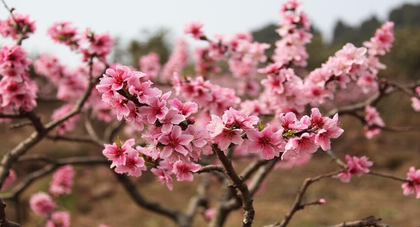 春风得意马蹄疾，一日看尽长安花是什么意思