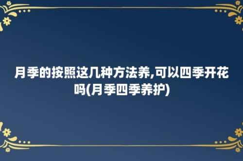 月季的按照这几种方法养,可以四季开花吗(月季四季养护)