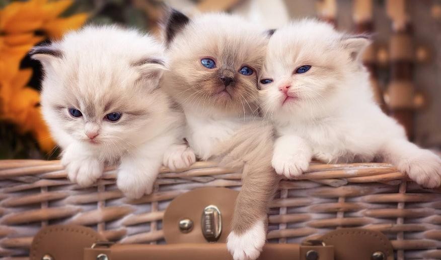 小猫