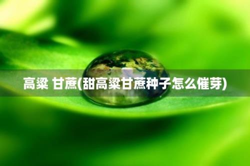 高粱 甘蔗(甜高粱甘蔗种子怎么催芽)