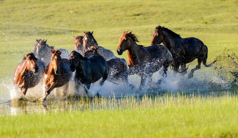 万马奔腾有哪些造句