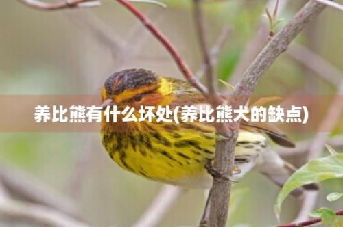 养比熊有什么坏处(养比熊犬的缺点)