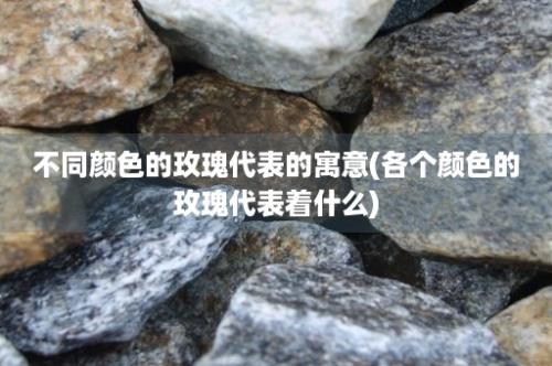 不同颜色的玫瑰代表的寓意(各个颜色的玫瑰代表着什么)