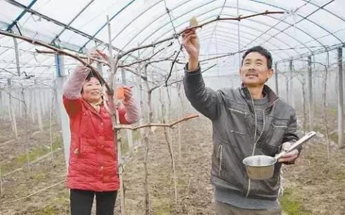 单氰胺在葡萄种植上到底怎么用，为啥有些农户用了出现药害？