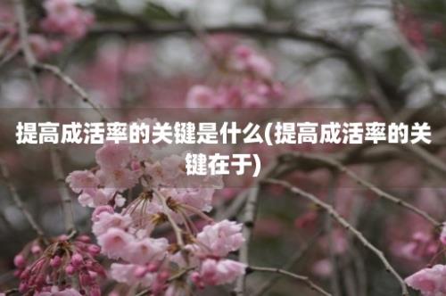 提高成活率的关键是什么(提高成活率的关键在于)