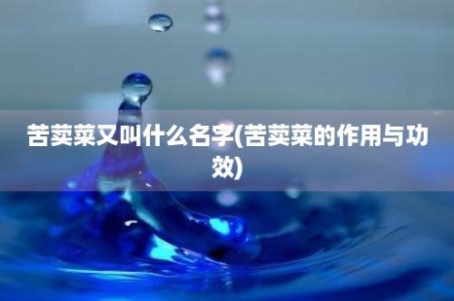 苦荬菜又叫什么名字(苦荬菜的作用与功效)