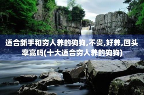 适合新手和穷人养的狗狗,不贵,好养,回头率高吗(十大适合穷人养的狗狗)