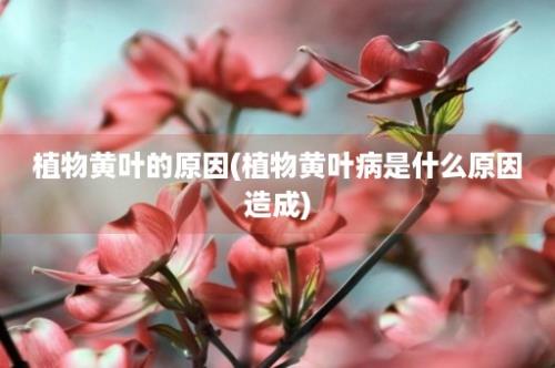 植物黄叶的原因(植物黄叶病是什么原因造成)