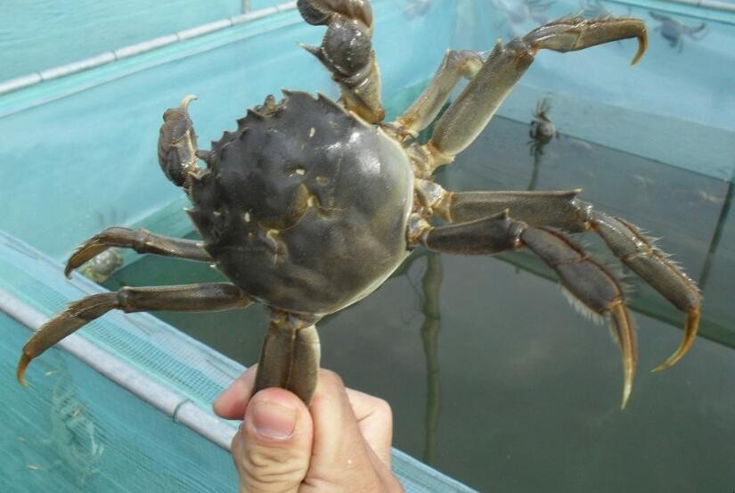 螃蟹