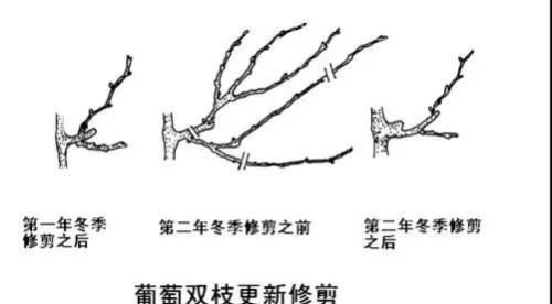 葡萄整形修剪技术：4种方式、3项要点、5种方法