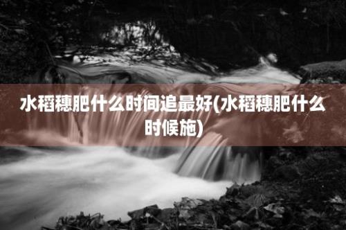 水稻穗肥什么时间追最好(水稻穗肥什么时候施)