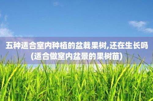 五种适合室内种植的盆栽果树,还在生长吗(适合做室内盆景的果树苗)