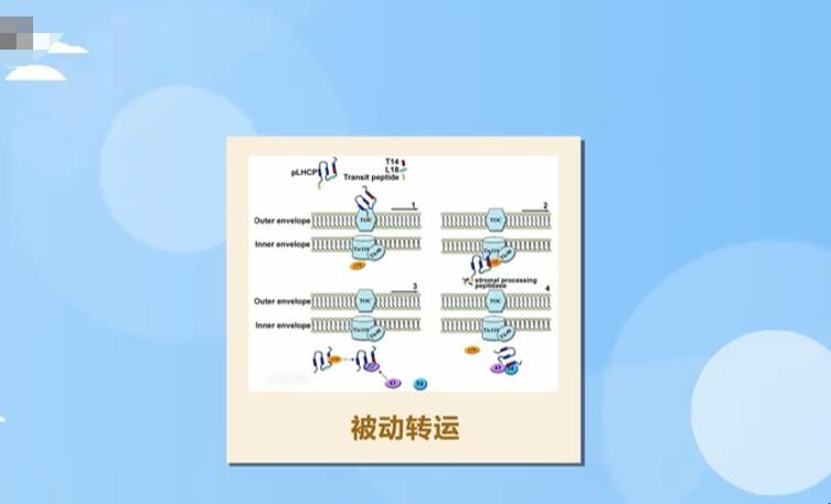 被动转运有哪些类型